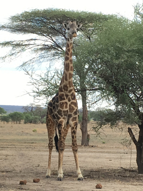 A Tanzanian giraffe standing in Tarangire National Park