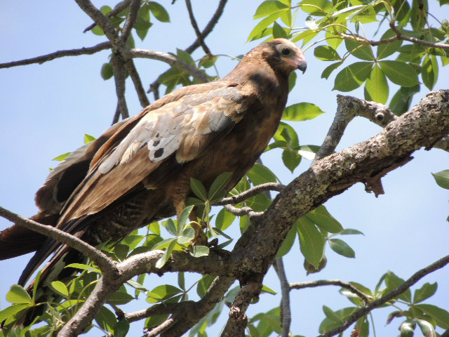 A bird of prey spotted sitting in a tree at the Tarangire National Park in Tanzania