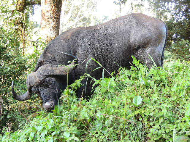 A buffalo eating vegetation on the rim of the Ngorongoro Crater in northern Tanzania