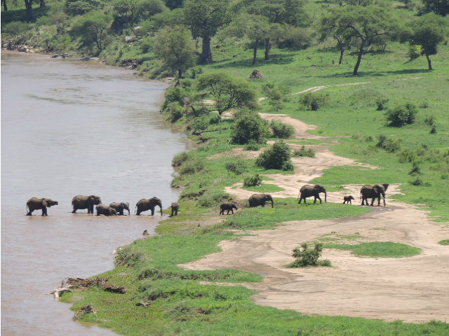A family of elephants crossing the Tarangire River inside the Tarangire National Park in Tanzania