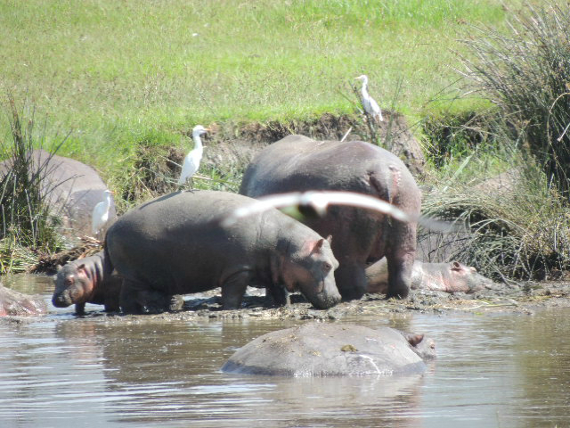 A family of hippos bathing in the swamp inside the Ngorongoro Crater in Tanzania