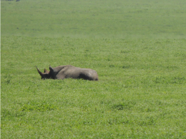 A rare Black Rhino sitting down on the Ngorongoro Crater floor in Tanzania