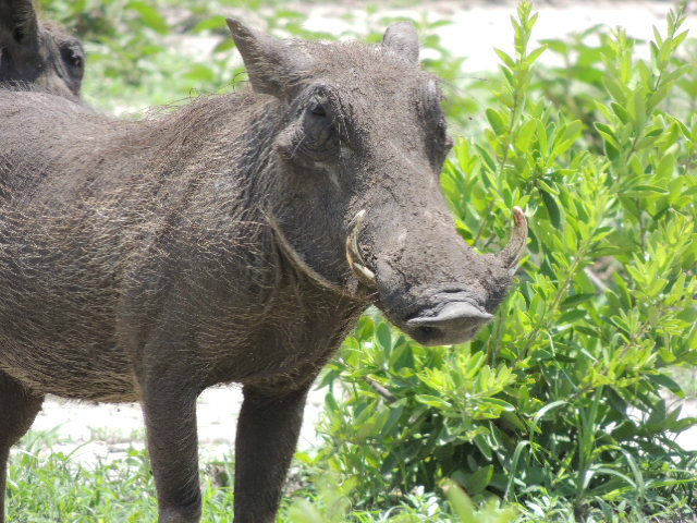 A standing warthog in a Tanzanian national park