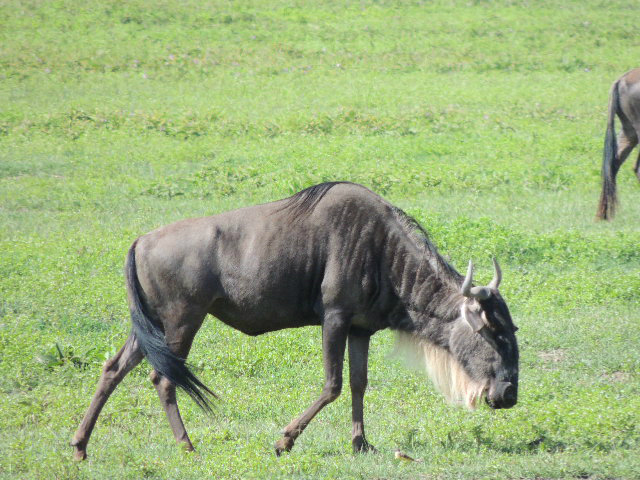 A wildebeest grazing in the Serengeti National Park in Tanzania