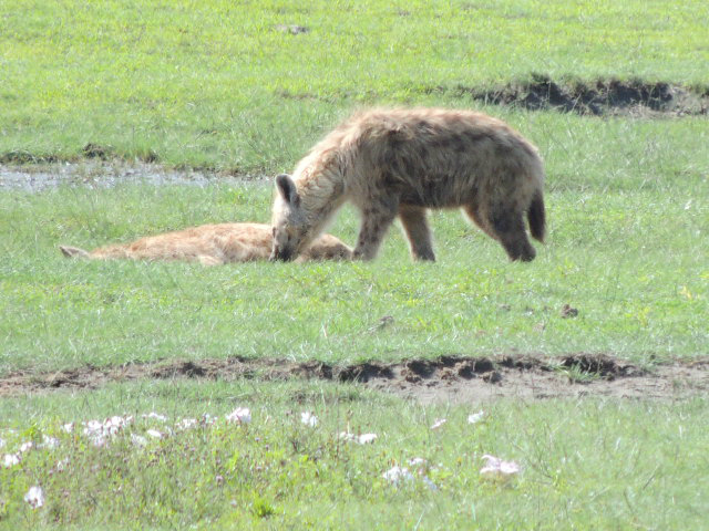 Spotted hyenas resting on the Ngorongoro Crater floor in Tanzania 