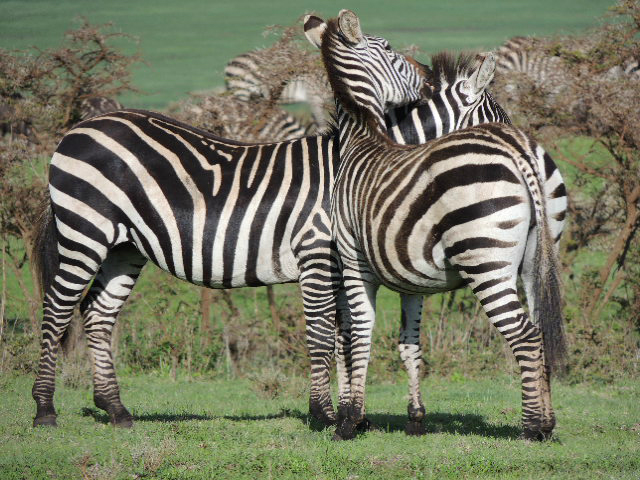 Two Zebras standing next to each other in the Ngorongoro Conservation Area in Tanzania