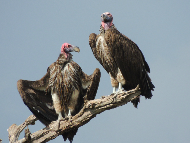 Two vultures standing at the top of a tree in Tarangire National Park in Tanzania