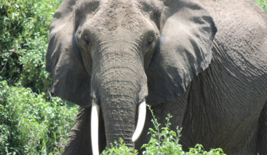 African elephant with tusks standing in the Tarangire National Park Tanzania