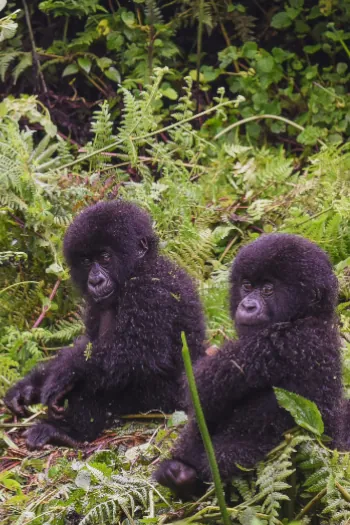 Baby mountain gorilla siblings Rwanda